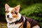 Portrait of a cute Cardigan Welsh Corgi dog standing in the park. Generative AI