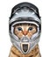 Portrait of a cute cat in a bicycle helmet