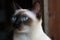 Portrait of a cute cat looking away. Siamese cat breed