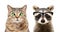 Portrait of cute cat and raccoon with eyes diseases