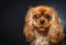 portrait of cute cavalier king charles spaniel