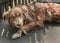 Portrait of cute chained brown or red dog lying or resting on old village yard under wooden fence in shadow. The doggy looking int