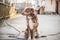 Portrait of cute chained brown or red dog sitting on old village yard with old house and fence. The dog is looking aside. Blurred