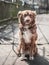 Portrait of cute chained brown or red dog sitting on old village yard with wooden fence. Blurred background