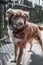 Portrait of cute chained brown or red dog standing on old village yard with old wooden fence. Blurred background