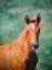 Portrait of cute chestnut foal