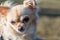 Portrait of a cute chihuahua, close-up shot, dog looking around