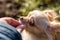 Portrait of a cute chihuahua feeding with a tidbits from a hand