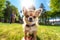 Portrait of cute chihuahua puppy in park on summer sunny day. owner carefully holds dog in his arms