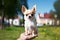 Portrait of cute chihuahua puppy in park on summer sunny day. owner carefully holds dog in his arms