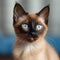 Portrait of a cute chocolate Siamese kitten looking forward. Closeup face of an adorable brown Siamese kitty at home. Portrait of