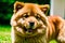 Portrait of a Cute chow chow dog in the park. Generative AI