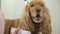 Portrait of cute cocker spaniel during shaving his fur