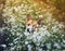 Portrait of a cute Corgi dog puppy lying on a Sunny meadow in the colors of white daisies