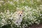 Portrait of a cute Corgi dog puppy lying on a Sunny meadow in the colors of white daisies