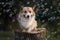 Portrait of a cute corgi dog puppy sitting in a sunny summer garden on a stump surrounded by shiny soap bubbles