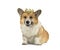 Portrait cute corgi dog sitting on white isolated background in a golden crown and smiling