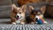 Portrait of cute corgi puppies playing with a colorful ball