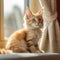 Portrait of a cute cream Maine Coon kitten looking forward. Portrait of an adorable Maine Coon kitty with thick cream fur sitting