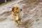 Portrait of cute cross-breed short-legged dog