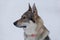 Portrait of cute czechoslovak wolfdog. Isolated on a white background. Pet animals