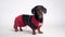 Portrait of a cute dachshund dog, black and tan, in a red blue suit of a lifeguard Baywatch, isolated on gray background