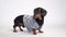 Portrait of a cute dachshund dog, black and tan, wearing in an blue and white striped casual t-shirt, isolated on gray background