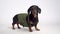 Portrait of a cute dachshund dog, black and tan, wearing in an military t-shirt, isolated on gray background