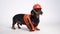 Portrait of a cute dachshund dog, black and tan, wearing in an orange construction vest and helmet , isolated on gray background