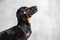 Portrait of a cute Dachshund dog, black and tan, wears a black muzzle and obediently looks up on a gray background. Copy space