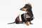 Portrait of cute dachshund dog with Cowboy costume and western hat isolated on gray background. Festive costume clothes for dogs