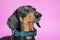 Portrait of cute dachshund dog in fabric collar with beautiful exotic ornament, who closed eyes and squinted with pleasure,