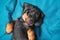 Portrait of cute dachshund puppy lying belly up. Baby is tired of playing all day and is resting, top view. Pose of