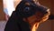 Portrait of cute dachshund puppy in warm sunlight of rising or setting sun, close up. Restless baby dog turns his head