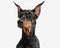 portrait of cute dobermann looking to side