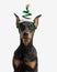 portrait of cute dobermann wearing green christmas tree costume