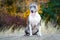 Portrait cute dog blue american staffordshire terrier pit bull puppy standing on a stump in the forest in nature