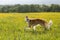 Portrait of cute dog breed russian borzoi running in the green grass and yellow buttercup field in summer at sunset.