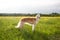 Portrait of cute dog breed russian borzoi standing in the green grass and yellow buttercup field in summer at sunset