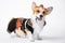 Portrait of a cute dog breed welsh corgi Pembroke dressed in cowboy costumes, smiling with tongue out, on a white background. Do