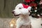 Portrait cute dog celebrating holidays under a christmas tree lights