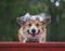 portrait of a cute dog Corgi puppy with big ears in a wreath of lilac flowers lying in a spring Sunny garden and smiling