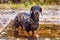 Portrait cute dog dachshund breed, black and tan, dressed in a raincoat standing in a puddle, cool autumn weather for a walk in th