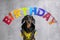 Portrait cute dog  Dachshund breed, black and tan, dressed in a yellow T-shirt and black jacket, on the background of a garland