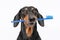 Portrait of a cute dog of the Dachshund breed, holds a blue toothbrush in his teeth, smiles on white background. not isolate