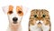 Portrait of cute dog Jack Russell Terrier and cat Scottish Fold