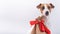 Portrait of cute dog jack russell terrier next to a gift on a white background.