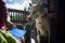 Portrait of cute dog licking its mouth after receiving food outside on the terrace