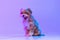 Portrait of cute dog, maltipoo golden color sitting on floor isolated on lilac color background in neon light. Concept