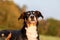 Portrait of cute dog outdoors, Appenzeller Sennenhund